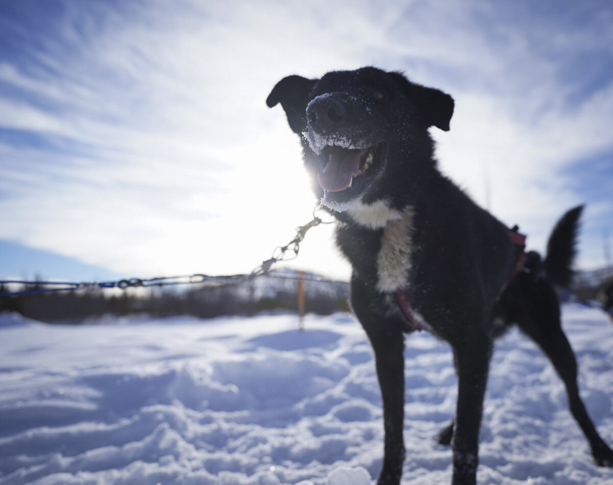 Dog Sledding at the Green O in Montana _ Adventure Photography Montana _ By Stephanie Vermillion