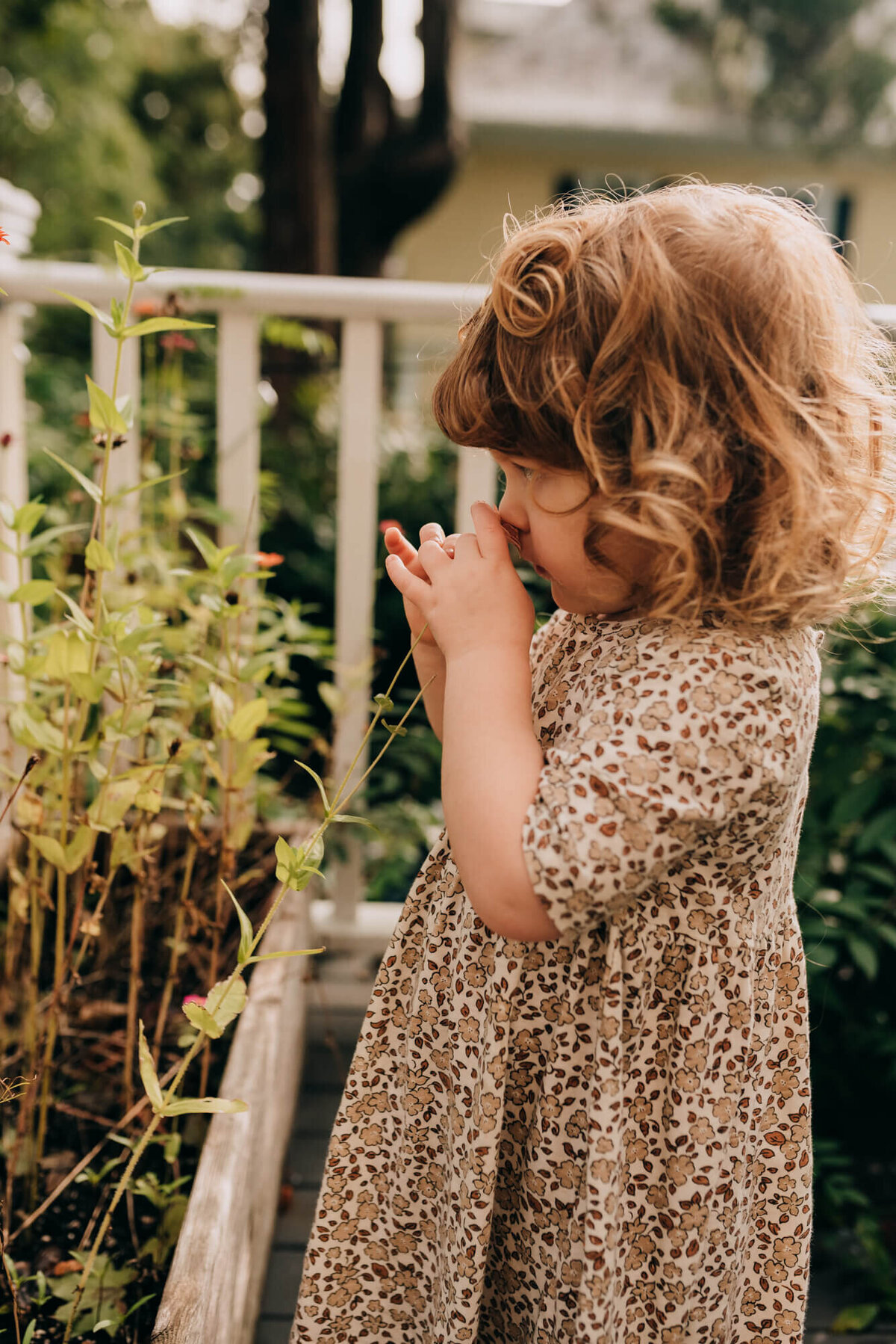 A toddler with red hair wearing a floral dress smells a zinnia flower on her back deck