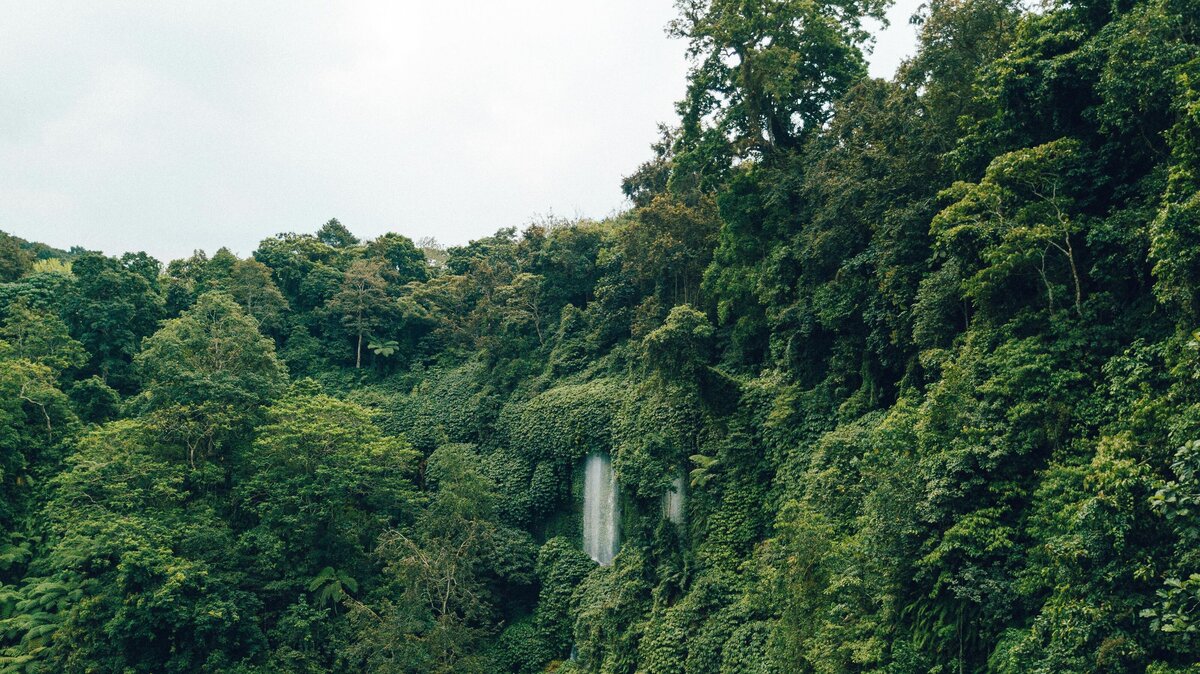 CloudForest