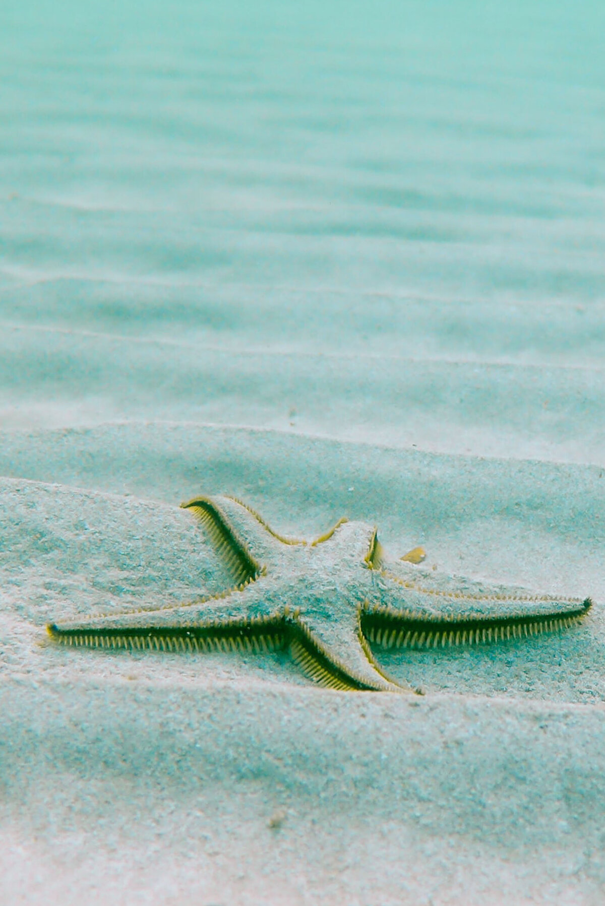 sealife_02c