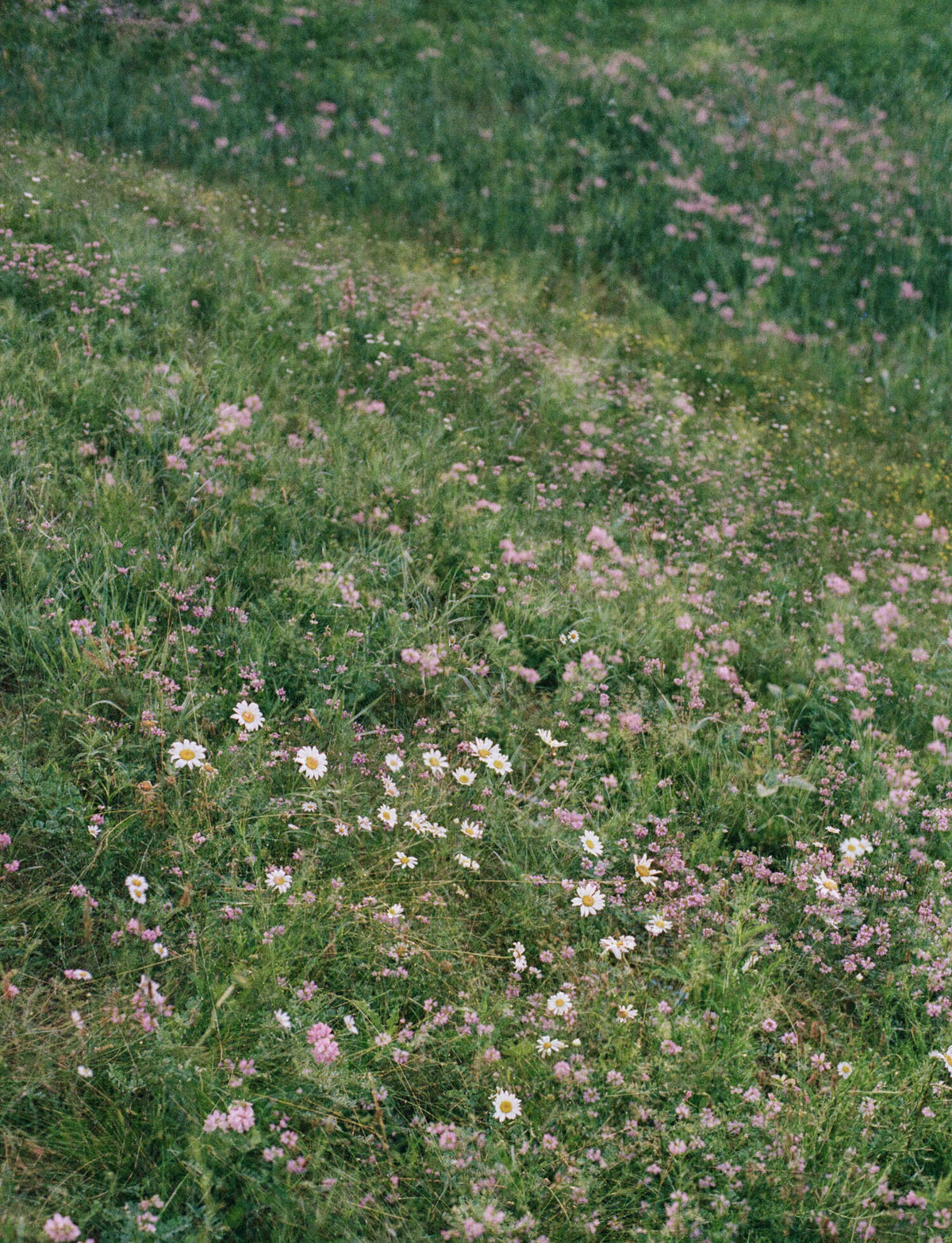 wildflower meadow in Michigan, conceptual, artistic film branding photo
