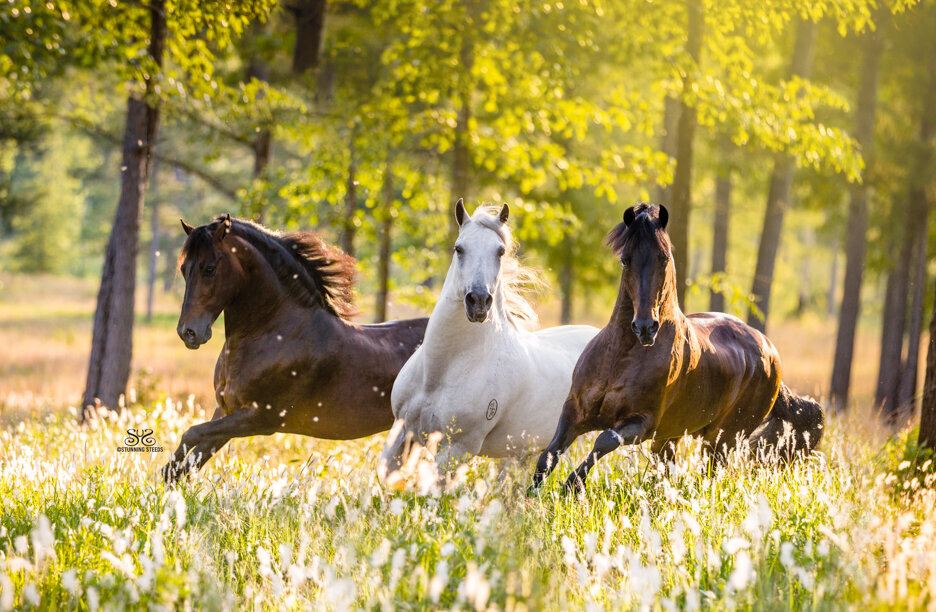 stunning-steeds-photo-paso-fino-stallions-michael-gascon