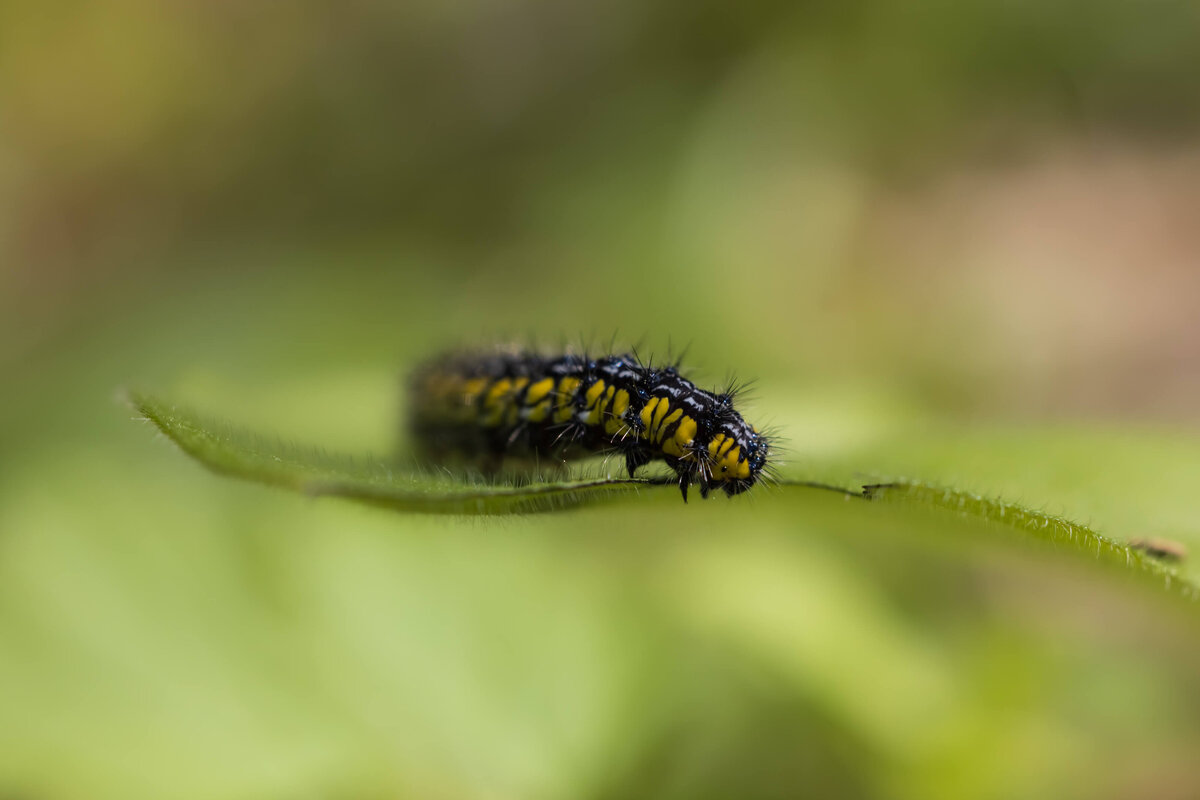 2022.04-Nature-TN-Smoky-Mountains-NP-Chrissy-Donadi-Landscape-Photography-Clear-Caterpillar