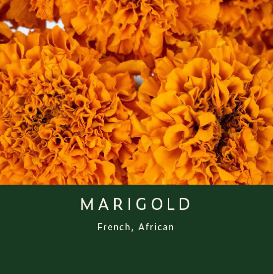 Marigold