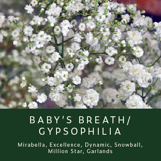Babys-Breath