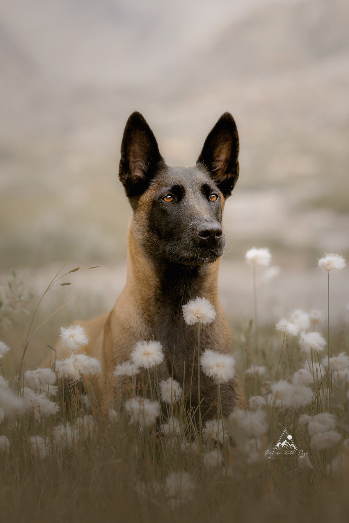 malinois maine