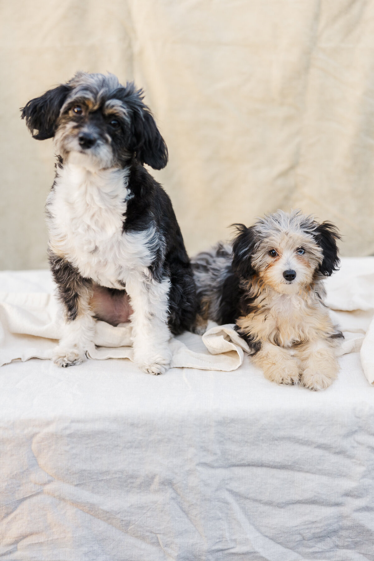 Cordy and Phoebe, the dogs of Megan and Kenneth Photography
