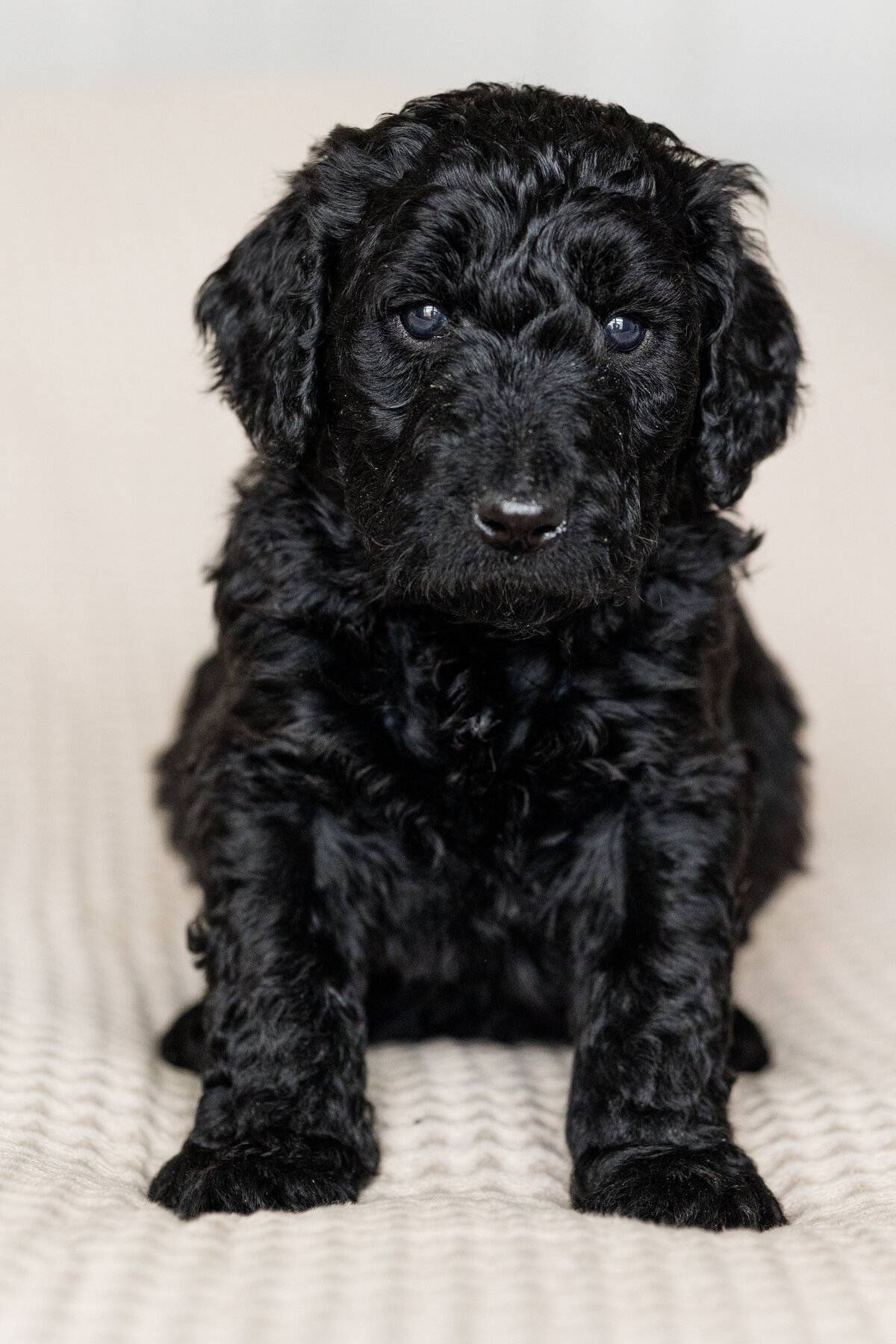 056_Bernedoodles