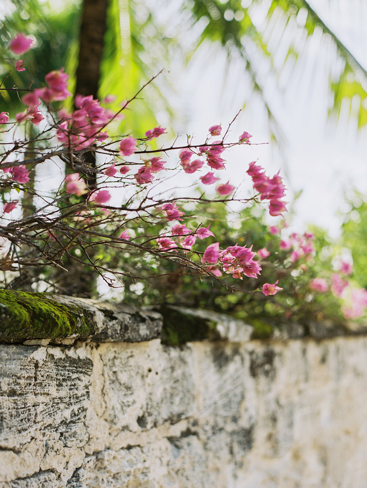 harbour island, bahamas wedding photographer-99