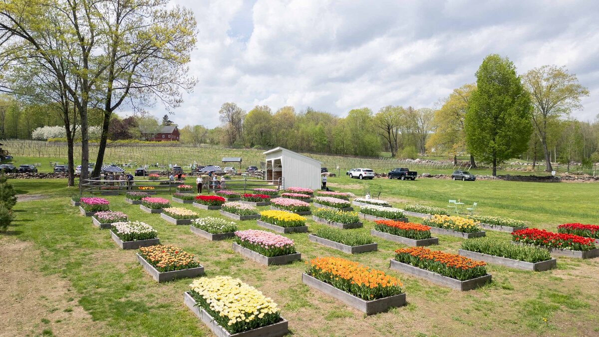 Blooms-Of-Lost-Acres-PYO-tulip-Field-Drone