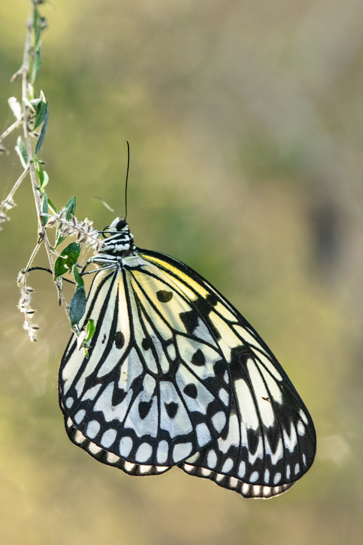 butterfly_0272