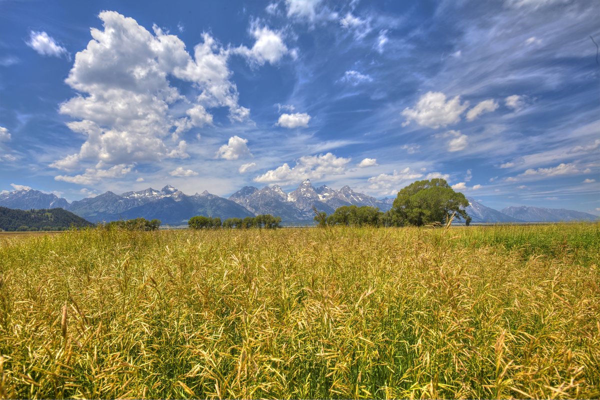 Summer Grand Teton Mormon 2015_MG_5089