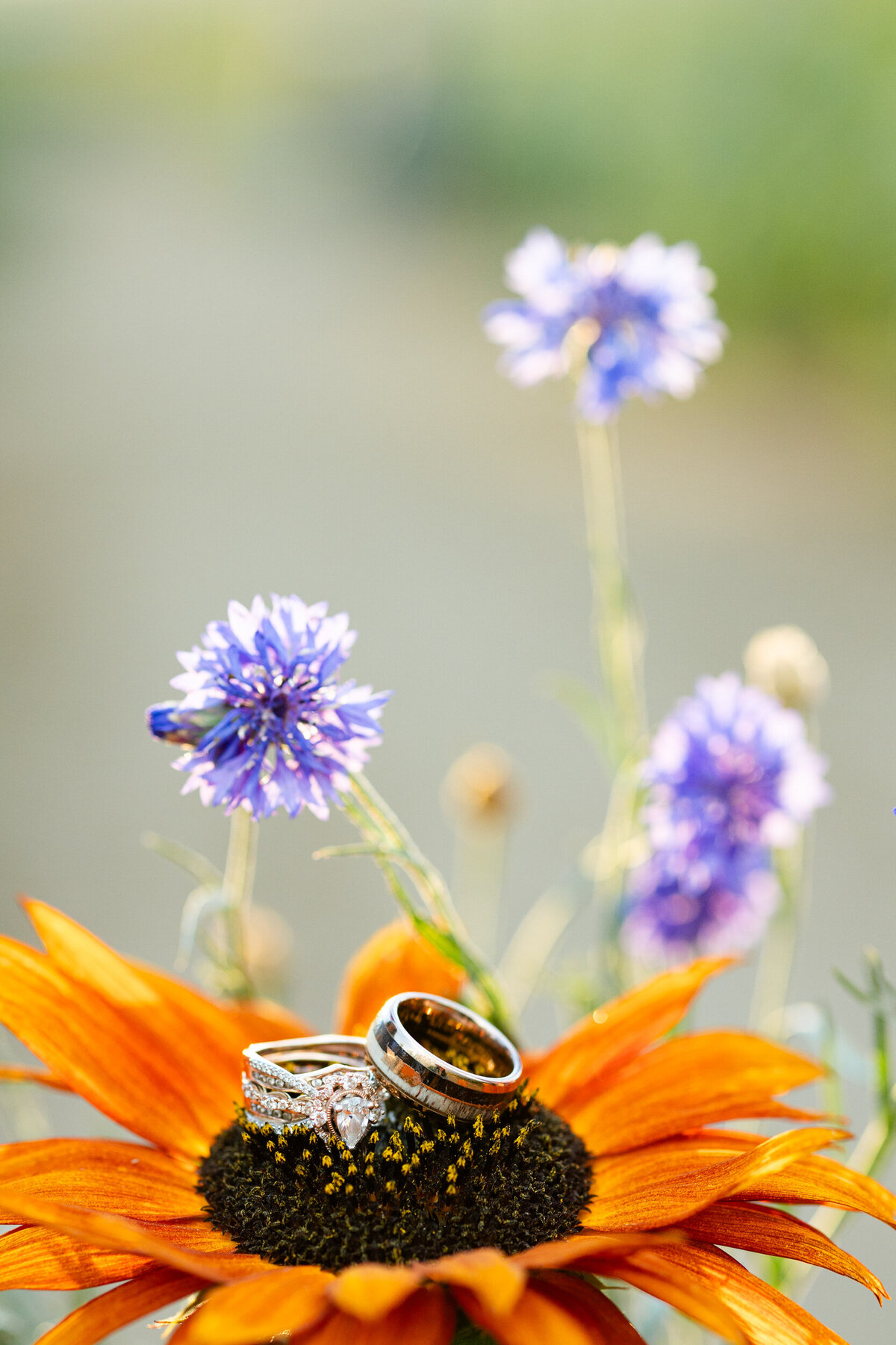Colorado-sunflower-field-photography-39