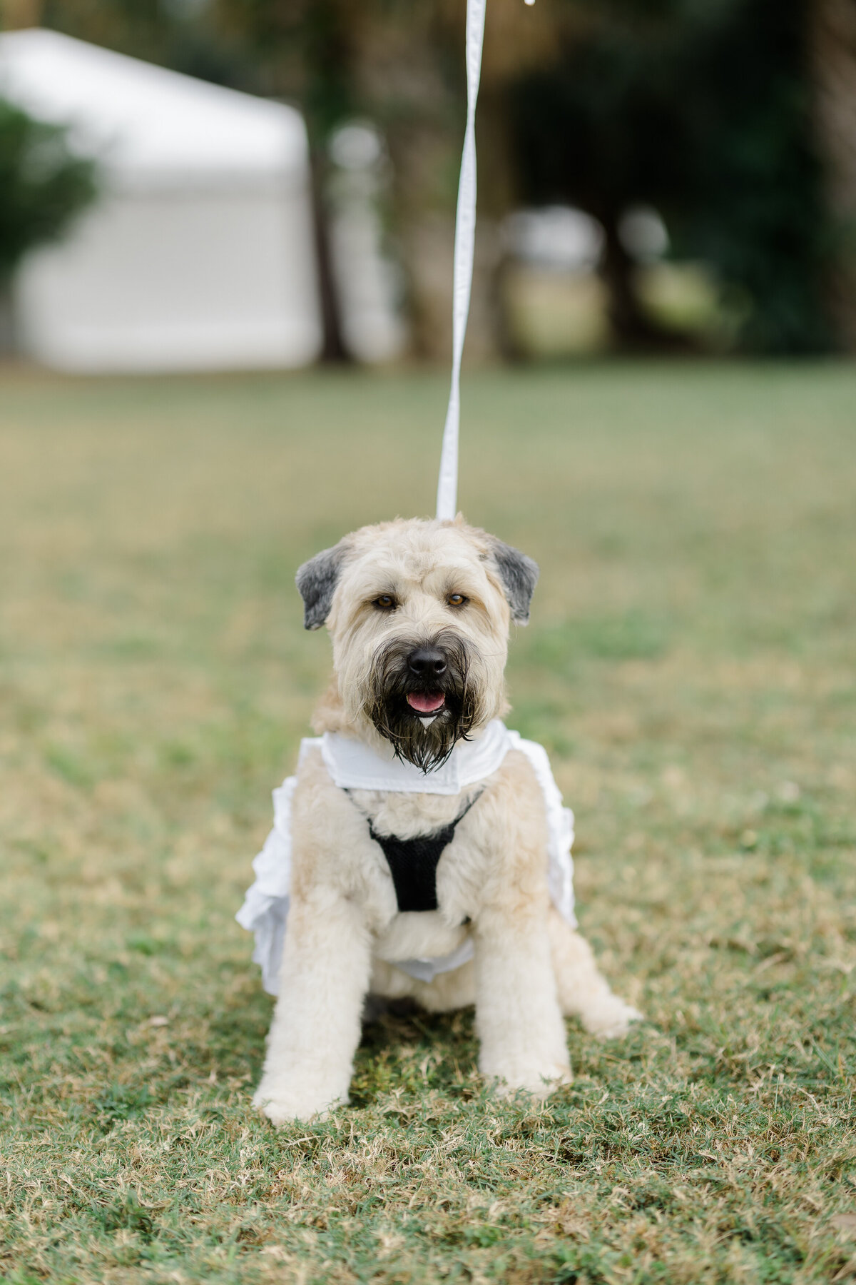 Powel Crosley Estate Wedding145