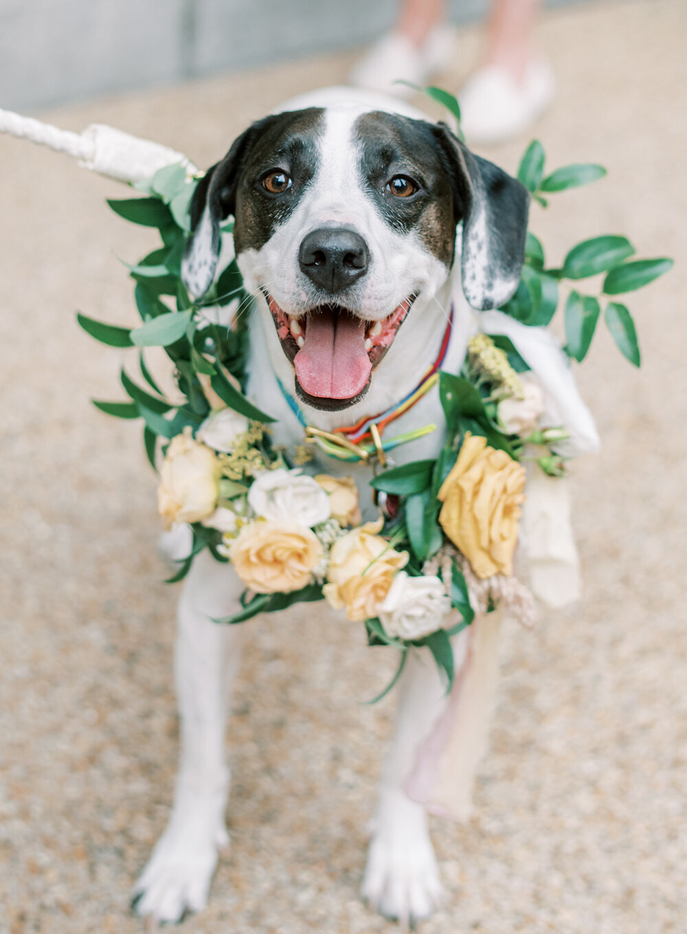 DC-wedding-dog