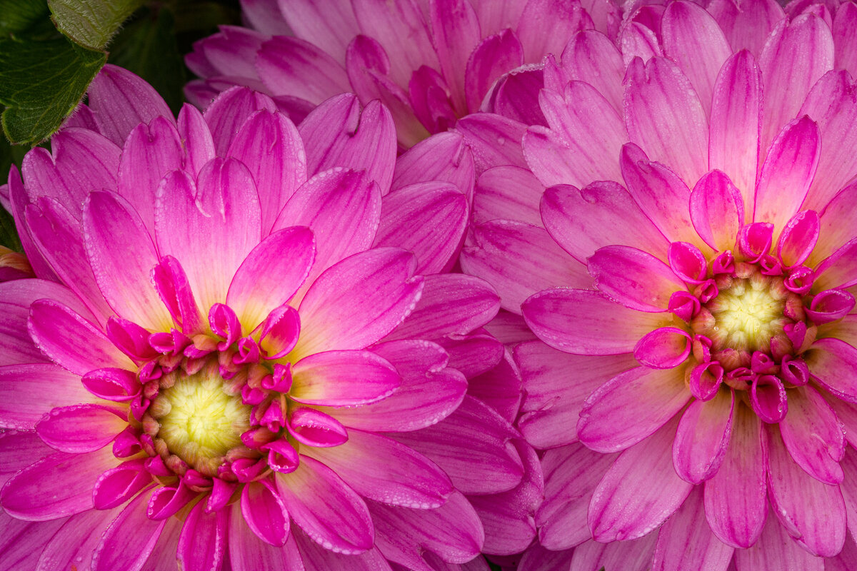 dahlias_0403_2
