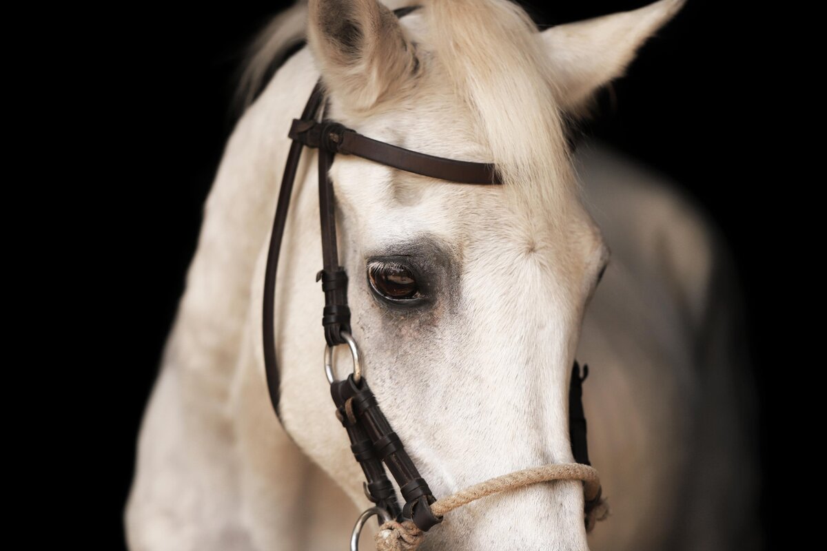 Portfolio-blackfotografie-galerij6-ByMarita