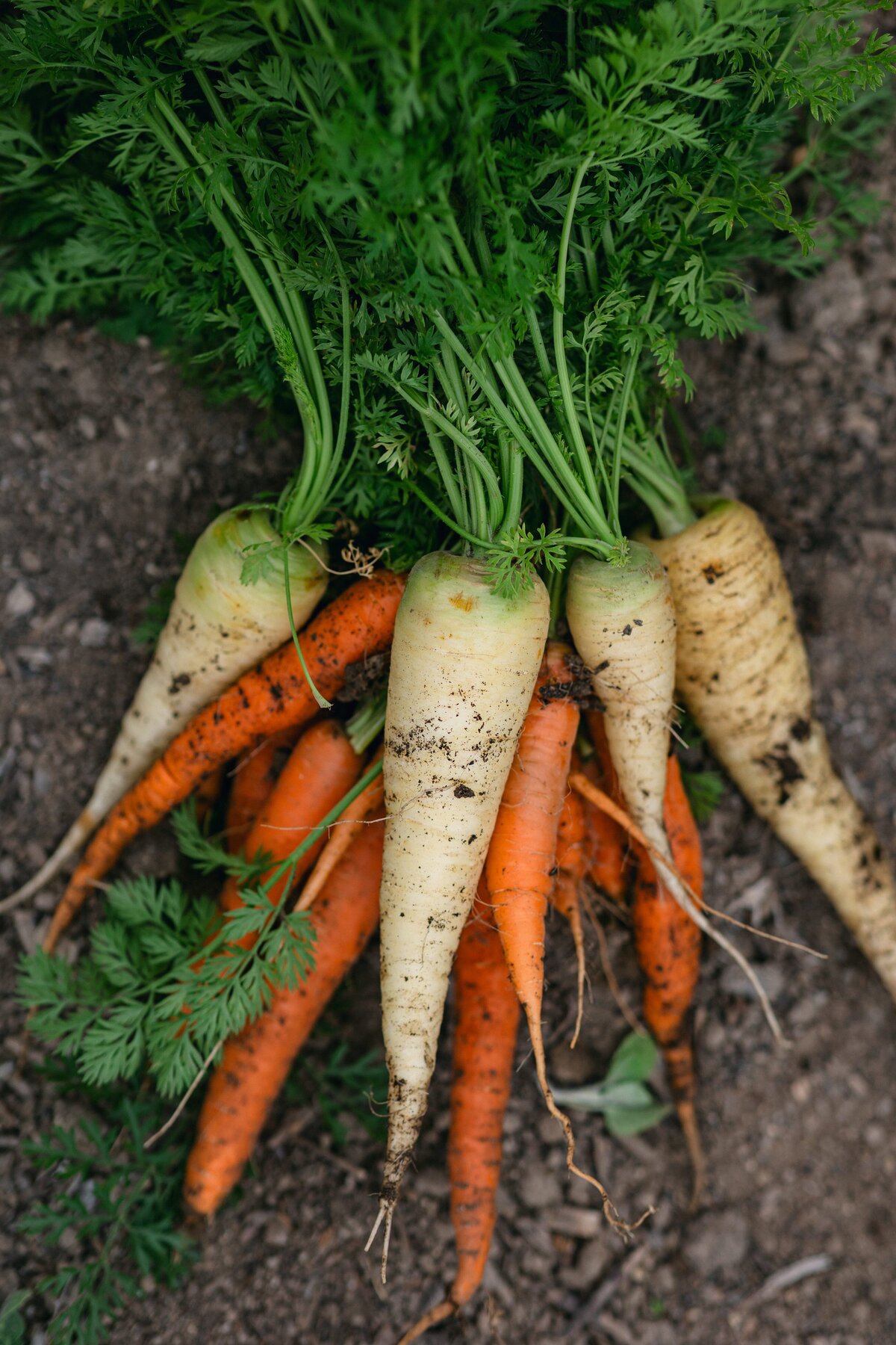 Leap-Lab-Science-Farm-Ventura-California-Santa-Paula-Non-Profit-0014