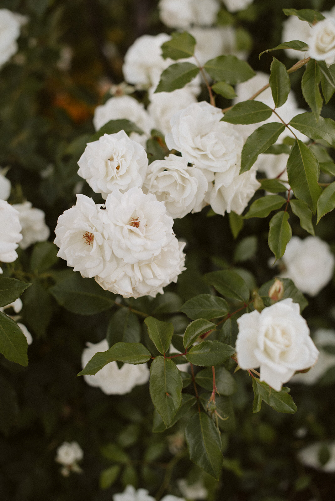 Flowers in the wedding venue