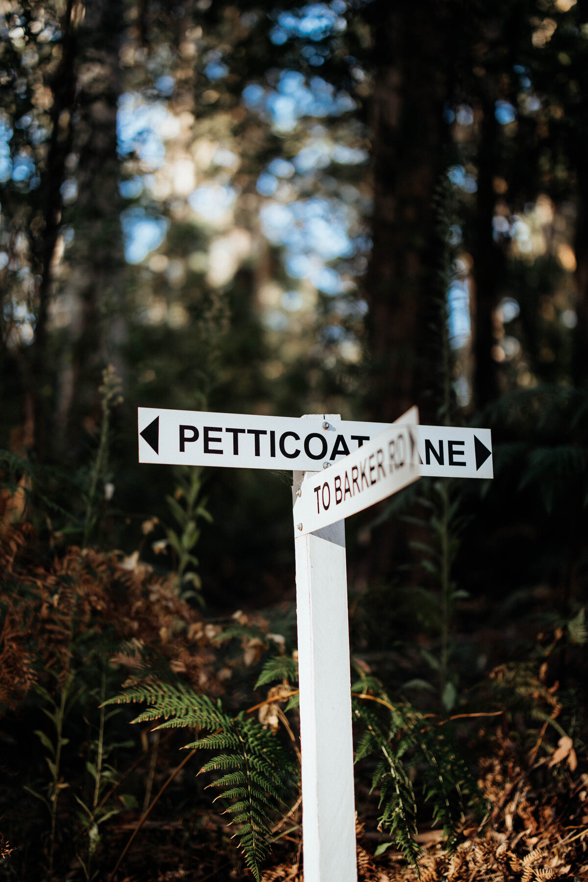 Forest-Elopement-Pemberton-45