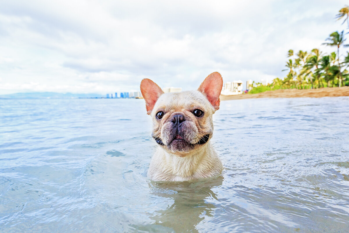 Hawaii Senior Dog Photography-18