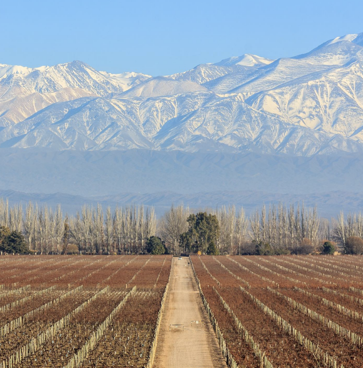 vineyard with grapes in south america