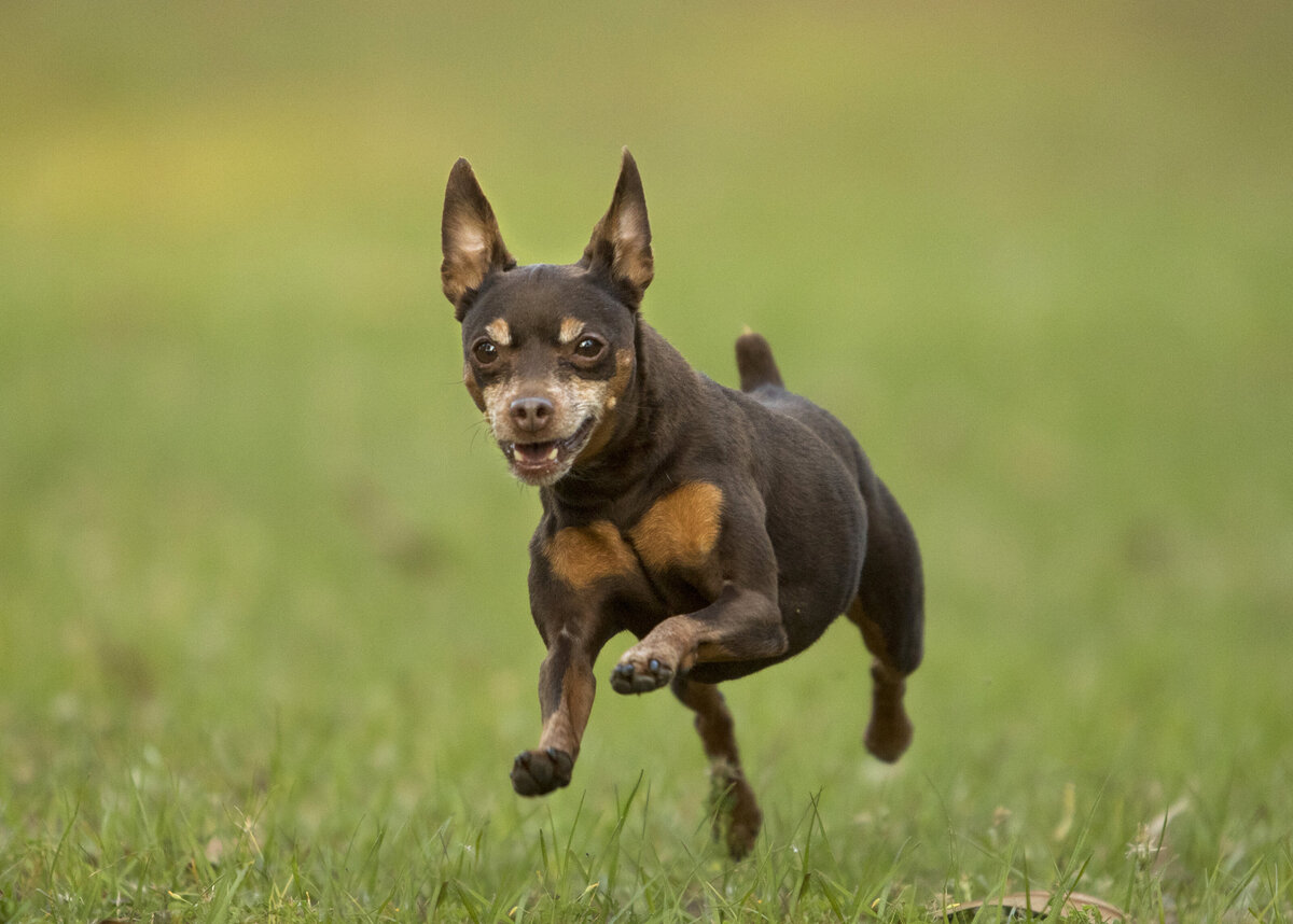 local_dog_photographer_2