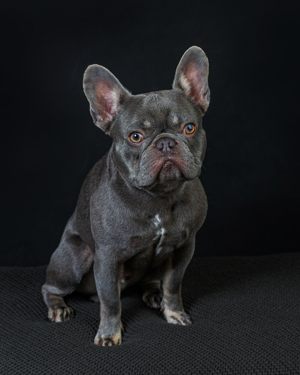 Bay Area Dog photograper-