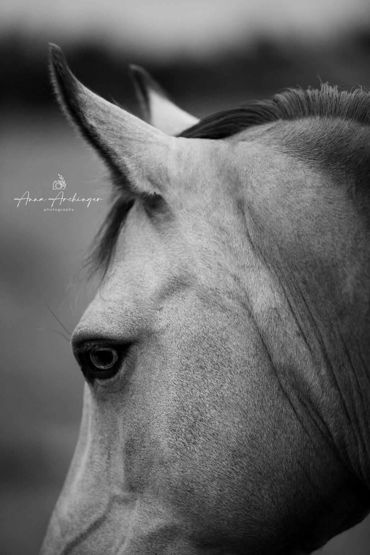 Horse fine art photography
