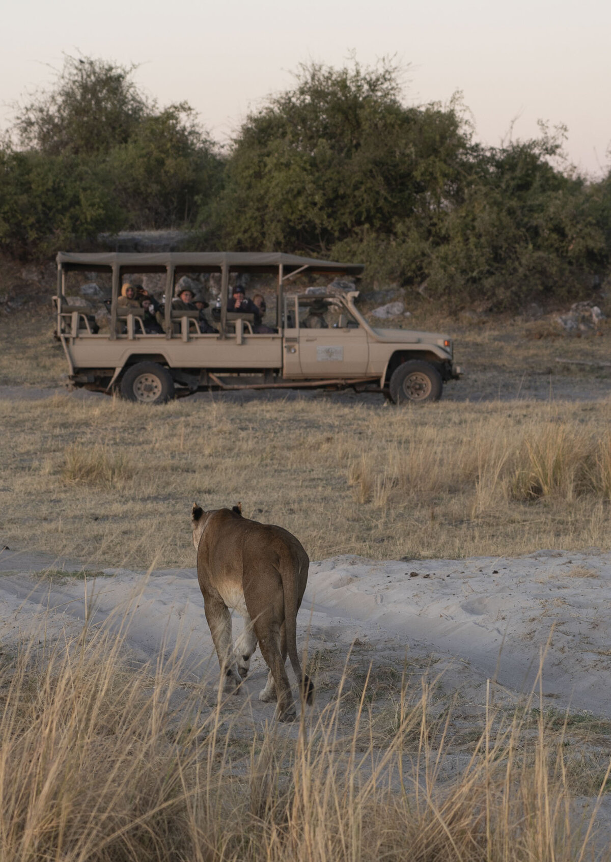 Chobe National Park Safari Botswana Lion_By Stephanie Vermillion