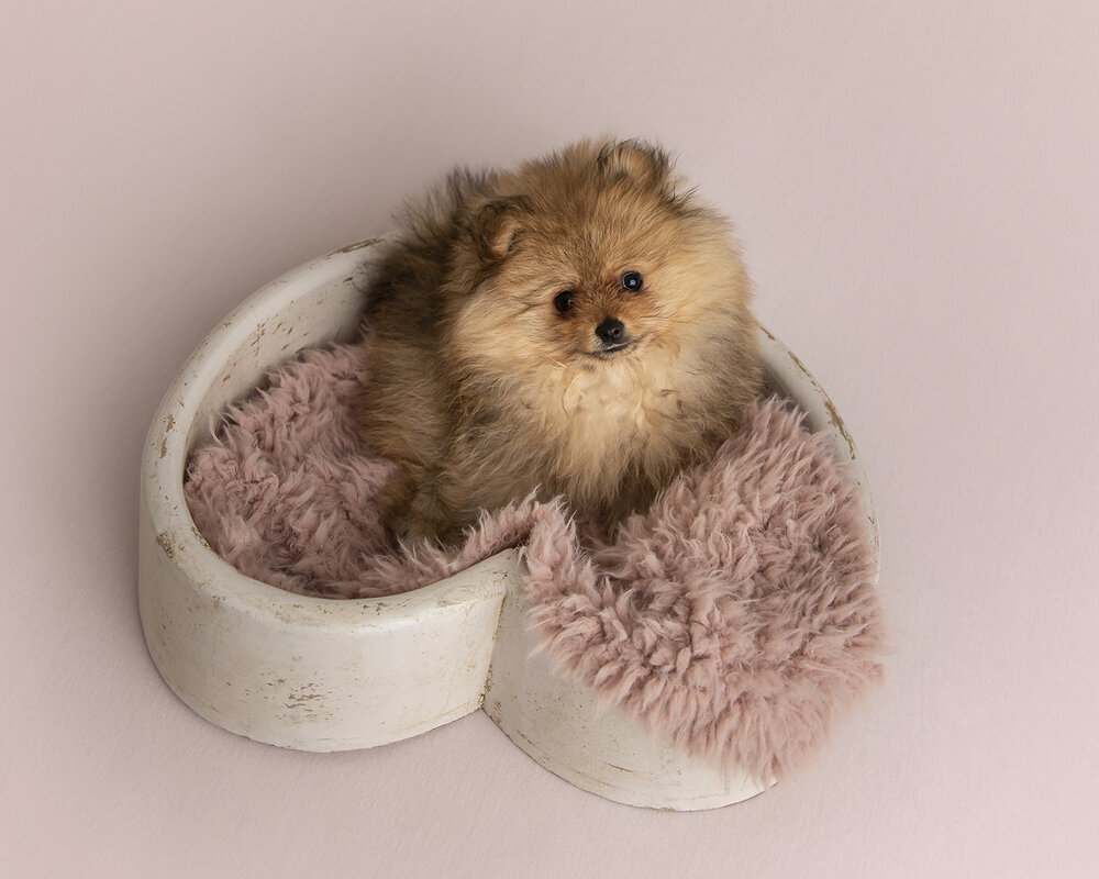 PETS_PUPPYORANGESABLEPOMERANIAN