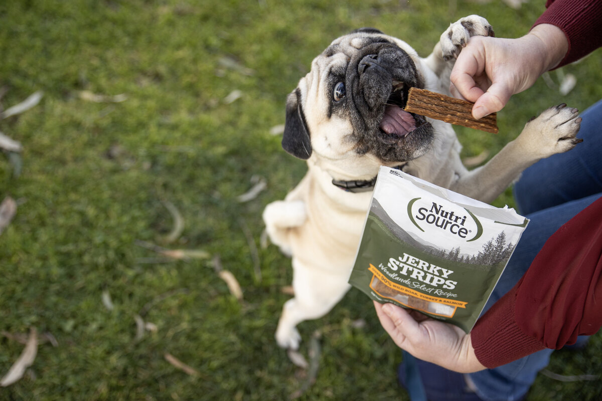 professional dog photos