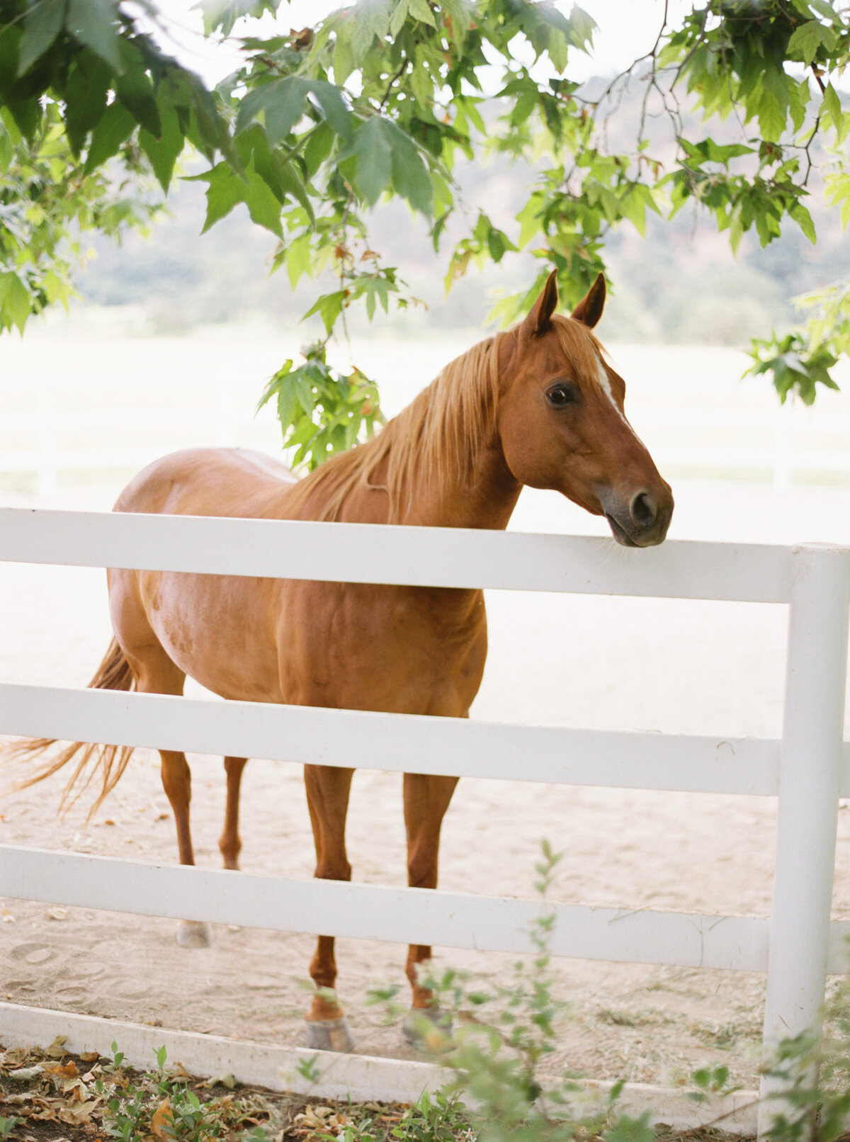 Santa_Ynez_Private_Estate_Wedding_005
