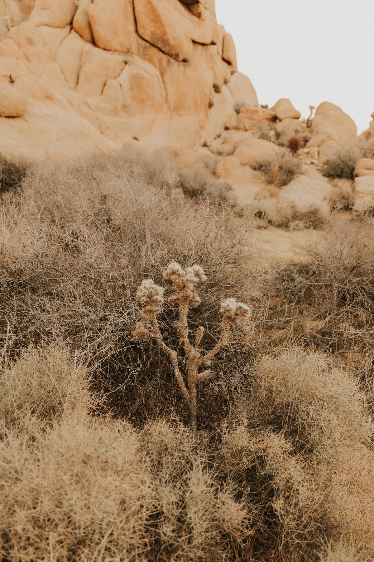 Joshua-Tree-Elopement-31