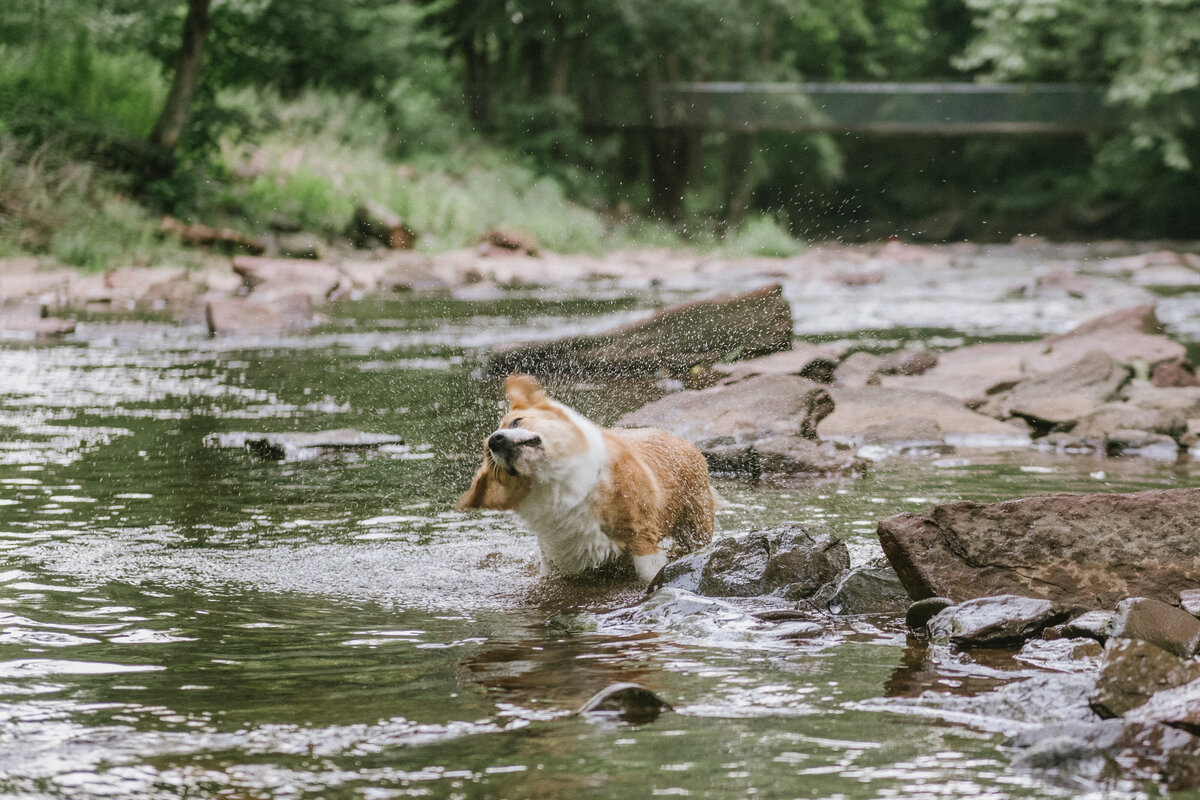 pet-photographer-corgi-photos