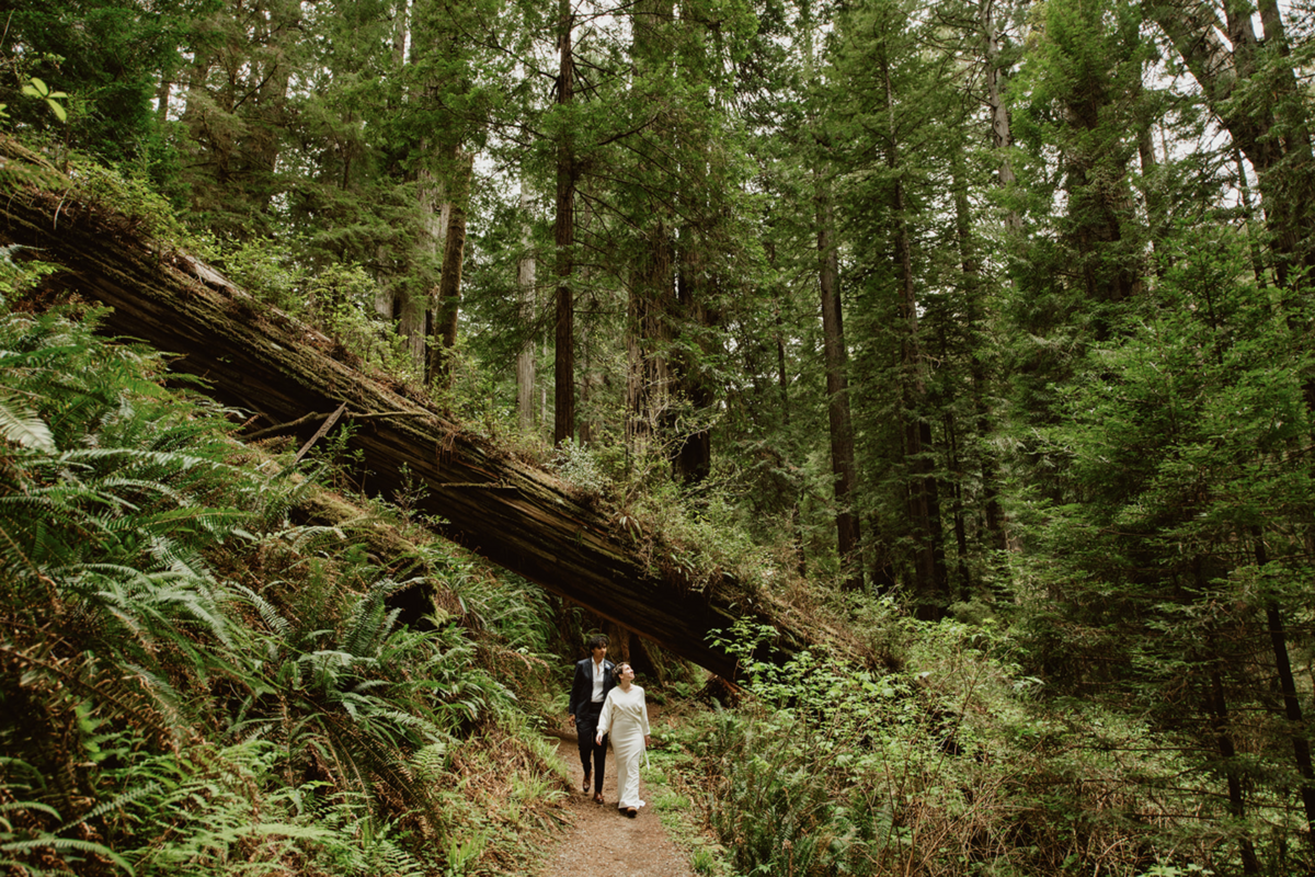 Meg Cooper Photo Redwood National Park Elopement2