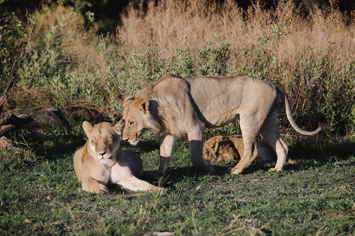 Michelle Norwood Living - Luxury Travel Inspiration - Botswana - untitled-919