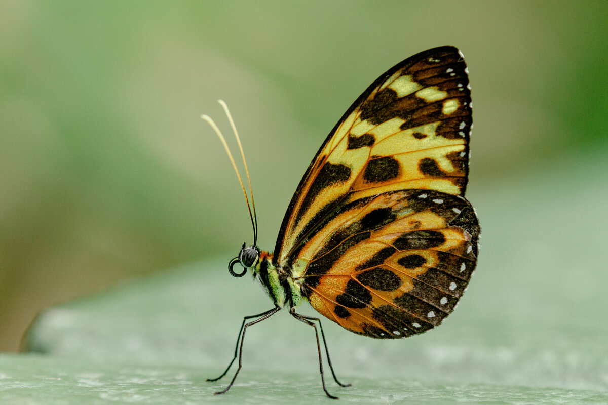 butterfly_untitled-101