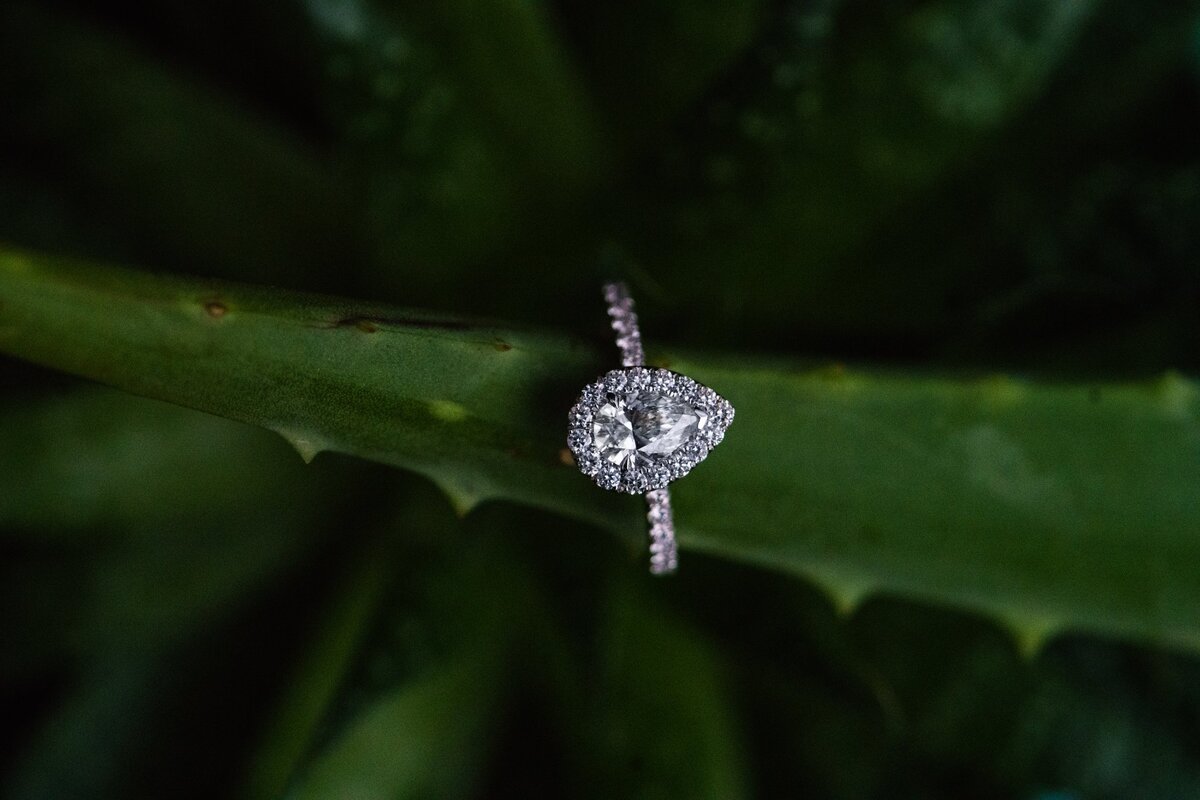 wedding-ring-pear-diamond-halo-on-aloe-plant-detail-photograph