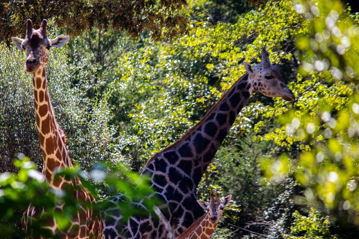 Baby_Giraffe_and_2_Adult-d30cd486-2500