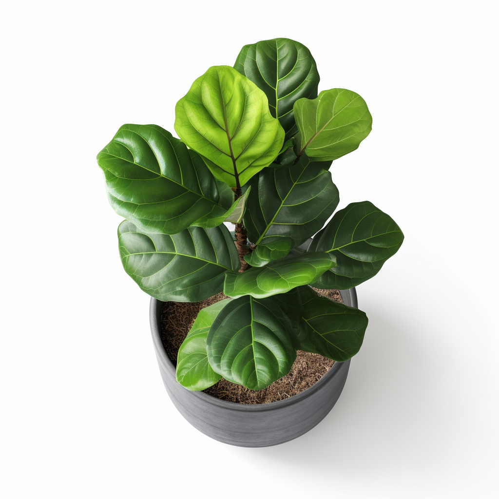 ygioots_photo_realistic_fiddle_leaf_fig_plant_small_in_beauti_45a300d2-94fc-4a08-8494-8bcec26388cd_3