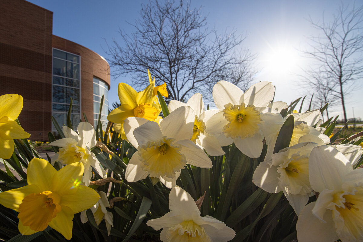 041321 Curtiss Hall entrance springtime with daffodils in bloom