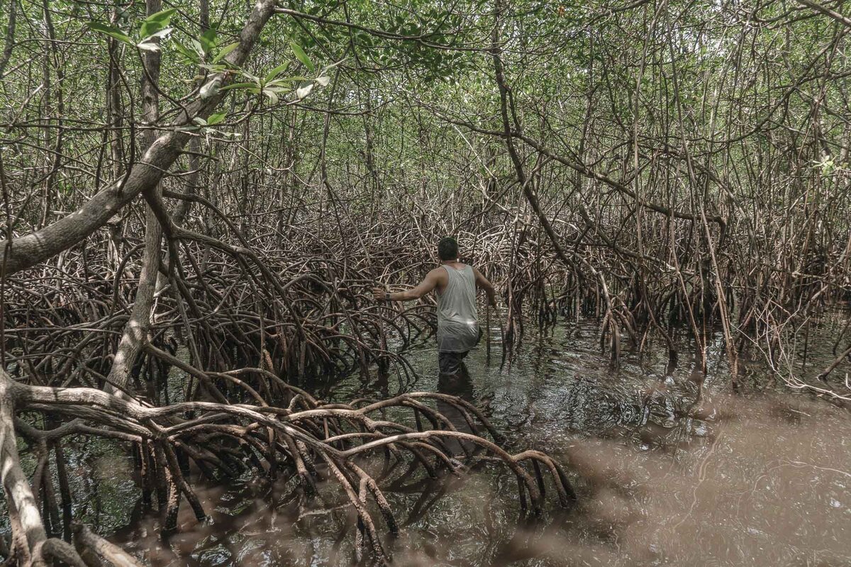 Mangrove Adventure in Panama _ SOSTUR Network _ BY Stephanie Vermillion
