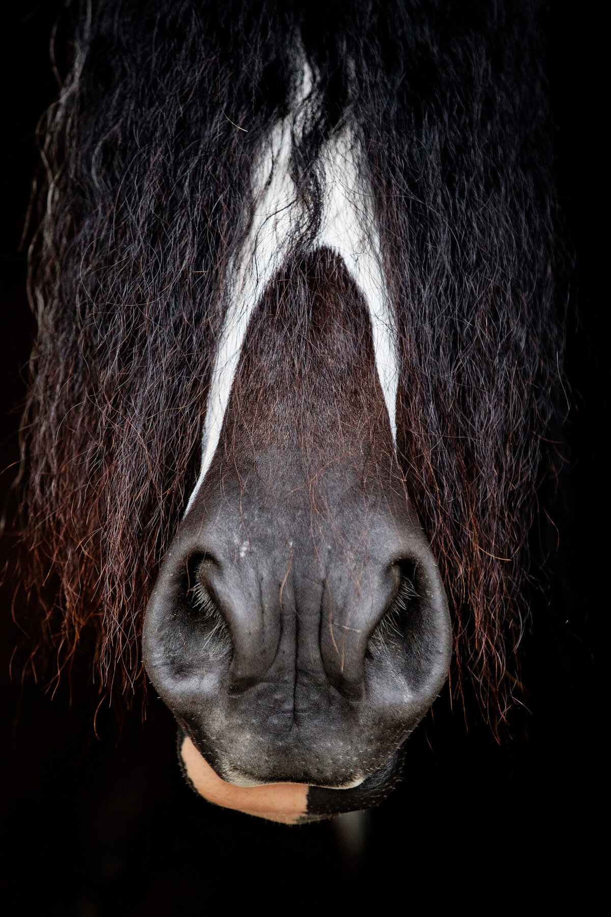 fine-art-horse-photography-saratoga-ny-1