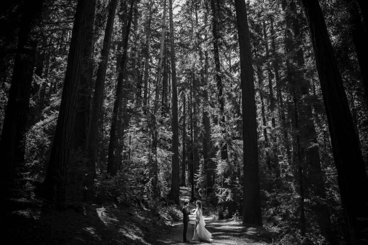 A dramatic portrait with the redwoods at a destination wedding at Nestldown in Los Gatos, California