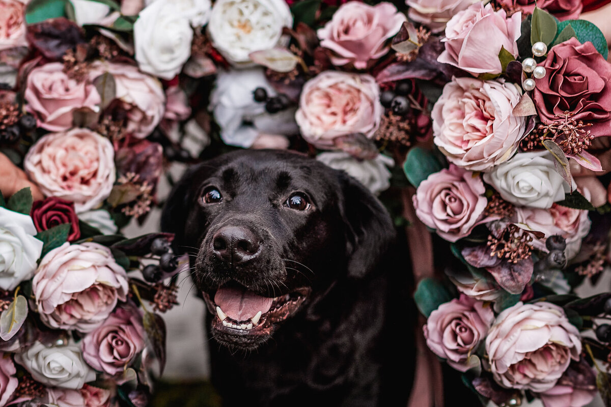 Bridal party bouquets frame chocolate lab in this photo from a fall wedding in Waterville Valley Resort by Lisa Smith Photography