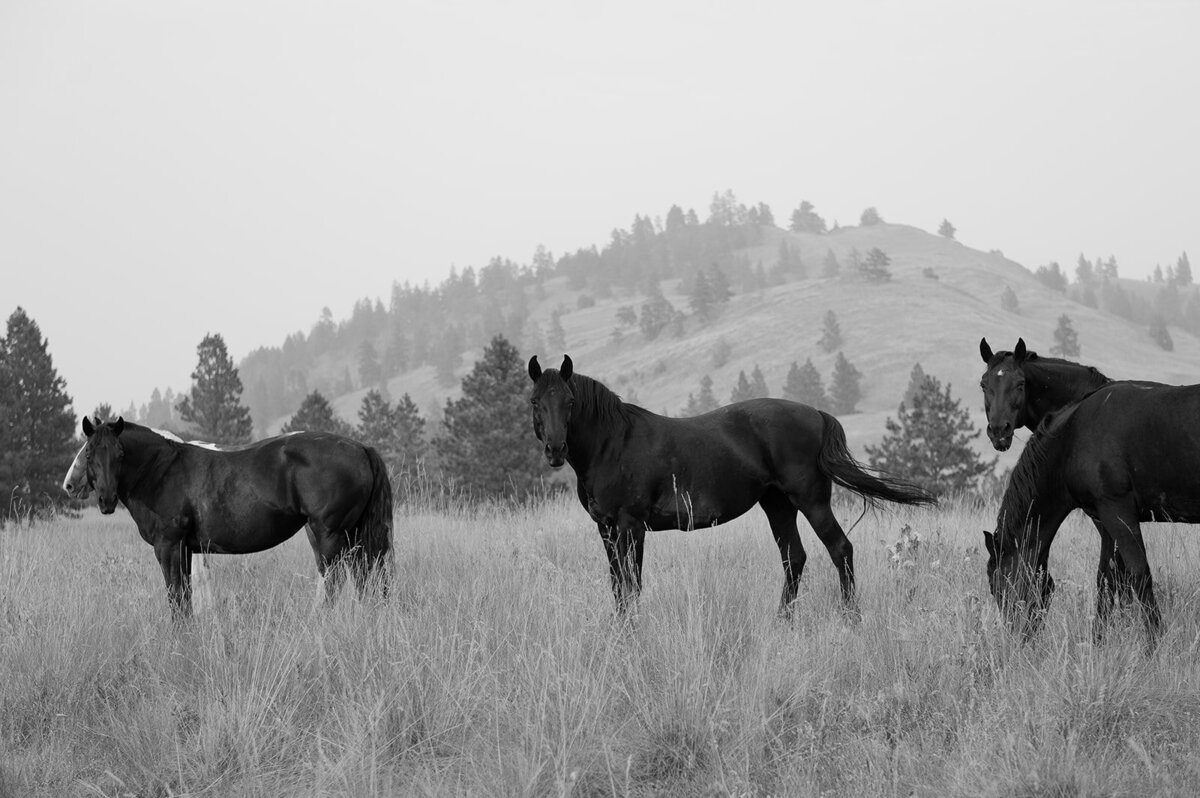 presley-gray-photo-wild-horse-montana-elopement-0226