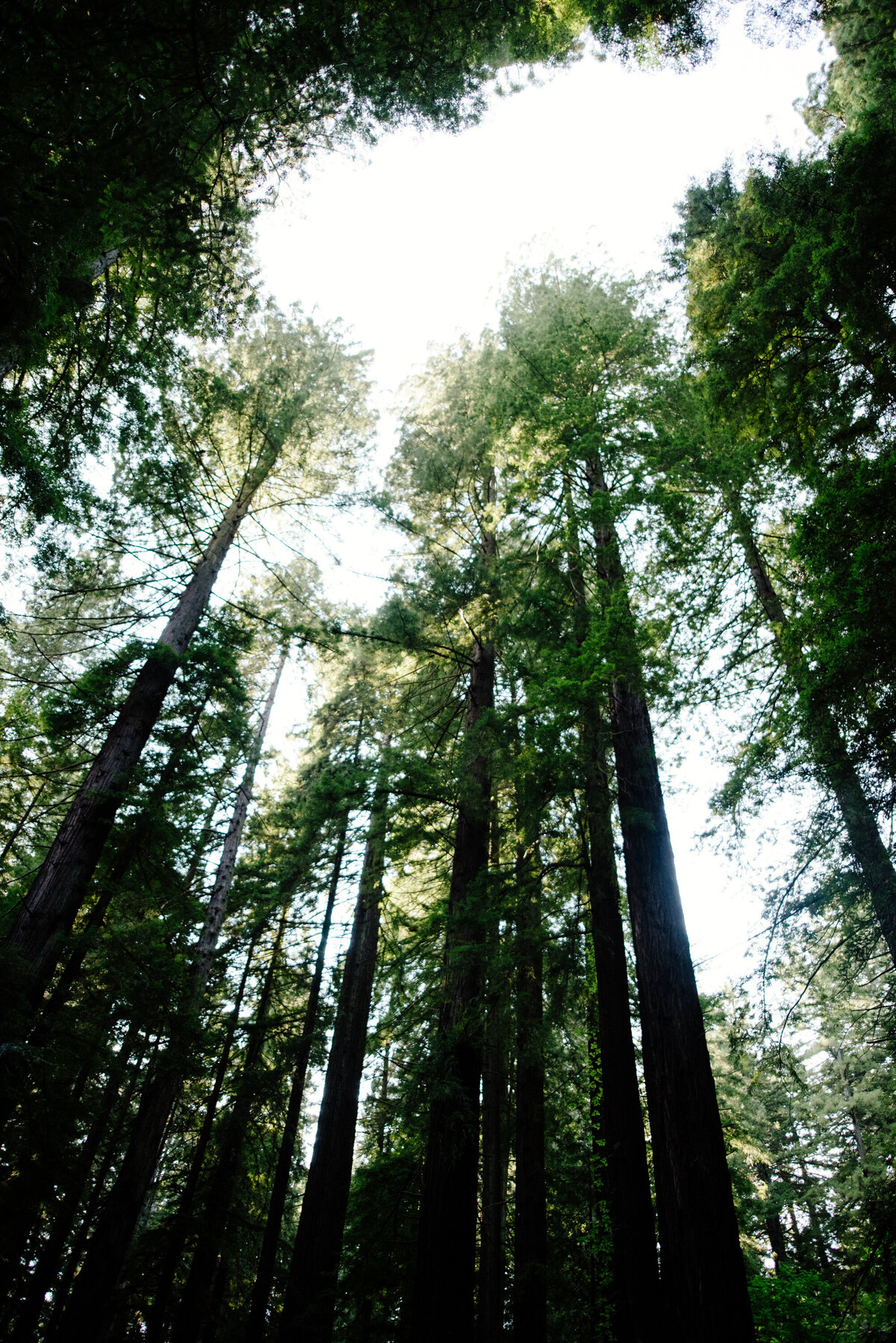 View of the same redwood tree tops that the groom's parents were also married under