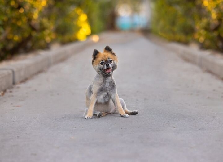 lilla-bordas-portraits-tampa-DOG-photographer1365_2