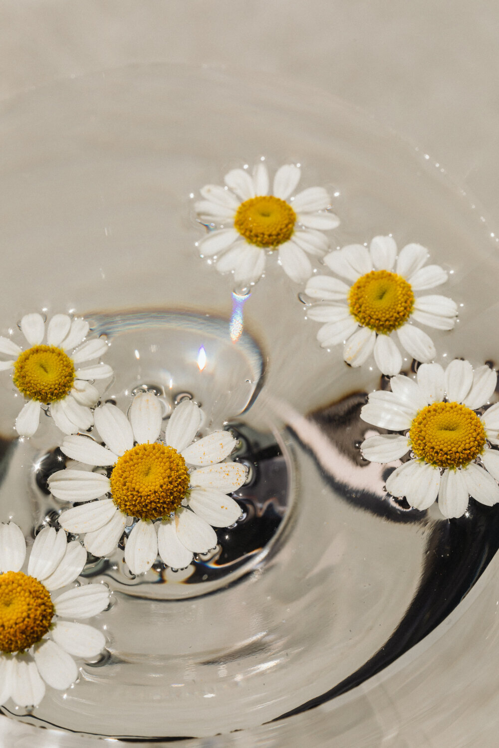 kaboompics_blooming-summer-a-floral-backgrounds-collection-31834